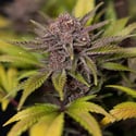 Rainbow Sherbet Automatic (Zamnesia Seeds) femminizzata