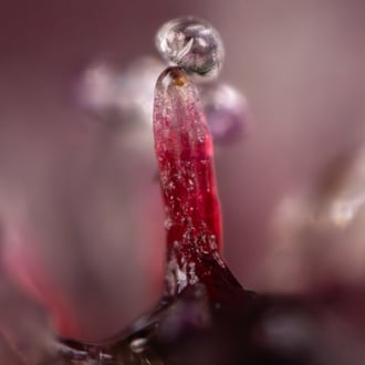 Rainbow Sherbet Auto (Zamnesia Seeds) femminizzata