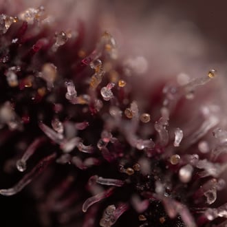 Rainbow Sherbet Auto (Zamnesia Seeds) femminizzata