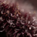 Rainbow Sherbet Automatic (Zamnesia Seeds) femminizzata