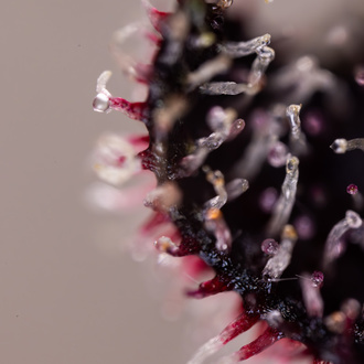 Rainbow Sherbet Auto (Zamnesia Seeds) femminizzata