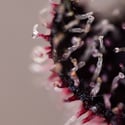Rainbow Sherbet Automatic (Zamnesia Seeds) femminizzata