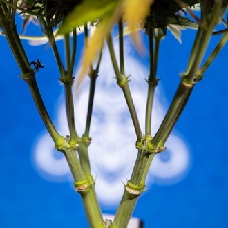 Rainbow Sherbet Auto (Zamnesia Seeds) femminizzata