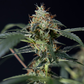 Gush Mintz Auto (Zamnesia Seeds) femminizzata