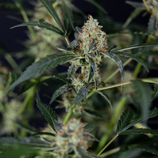 Gush Mintz Auto (Zamnesia Seeds) femminizzata
