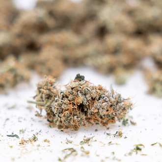 Gush Mintz Auto (Zamnesia Seeds) femminizzata