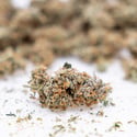 Gush Mintz Auto (Zamnesia Seeds) femminizzata
