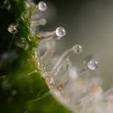 Gush Mintz Auto (Zamnesia Seeds) femminizzata