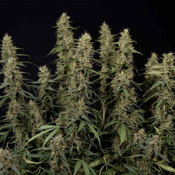 King Louis Auto (Zamnesia Seeds) femminizzata