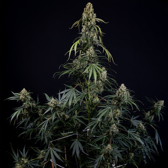 King Louis Auto (Zamnesia Seeds) femminizzata