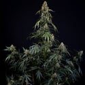 King Louis Auto (Zamnesia Seeds) femminizzata