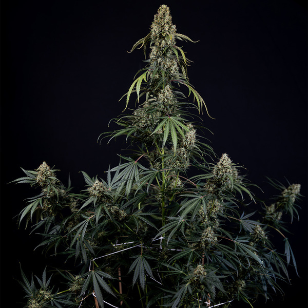 King Louis Auto (Zamnesia Seeds) femminizzata