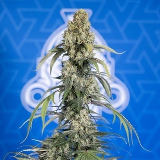 King Louis Auto (Zamnesia Seeds) femminizzata