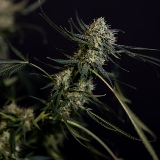 King Louis Auto (Zamnesia Seeds) femminizzata