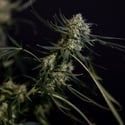King Louis Auto (Zamnesia Seeds) femminizzata