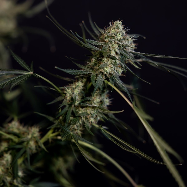 King Louis Auto (Zamnesia Seeds) femminizzata