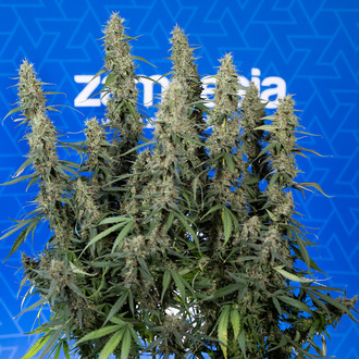 King Louis Auto (Zamnesia Seeds) femminizzata