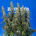 King Louis Auto (Zamnesia Seeds) femminizzata