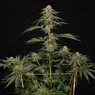 Lemon Cherry Gelato (Zamnesia Seeds) femminizzata