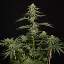 Lemon Cherry Gelato (Zamnesia Seeds) femminizzata