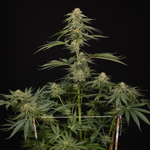 Lemon Cherry Gelato (Zamnesia Seeds) femminizzata