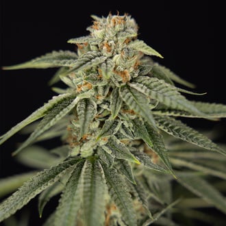 Lemon Cherry Gelato (Zamnesia Seeds) femminizzata