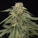 Lemon Cherry Gelato (Zamnesia Seeds) femminizzata