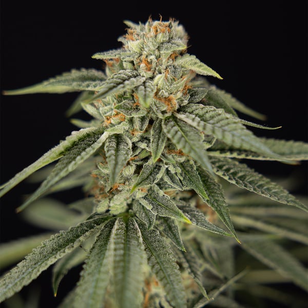 Lemon Cherry Gelato (Zamnesia Seeds) femminizzata