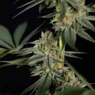 Lemon Cherry Gelato (Zamnesia Seeds) femminizzata