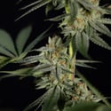 Lemon Cherry Gelato (Zamnesia Seeds) femminizzata