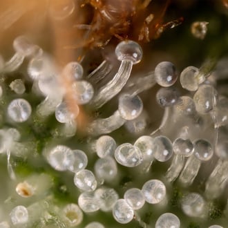 Lemon Cherry Gelato (Zamnesia Seeds) femminizzata