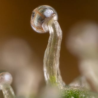 Lemon Cherry Gelato (Zamnesia Seeds) femminizzata