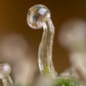 Lemon Cherry Gelato (Zamnesia Seeds) femminizzata