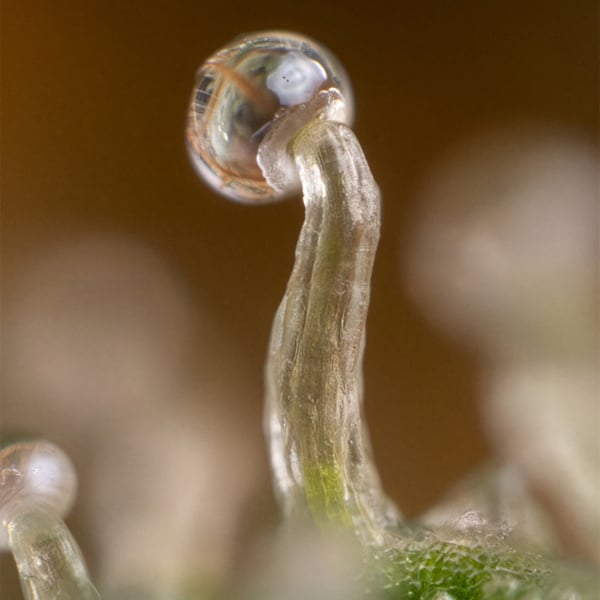 Lemon Cherry Gelato (Zamnesia Seeds) femminizzata