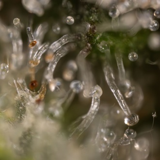 Jet Fuel (Zamnesia Seeds) femminizzata