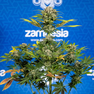 Jet Fuel (Zamnesia Seeds) femminizzata