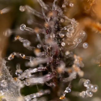 Jet Fuel (Zamnesia Seeds) femminizzata