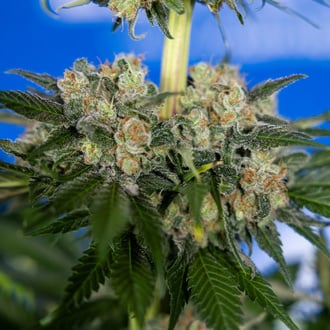 Jet Fuel (Zamnesia Seeds) femminizzata