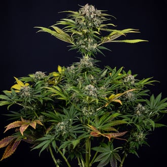 Jet Fuel (Zamnesia Seeds) femminizzata
