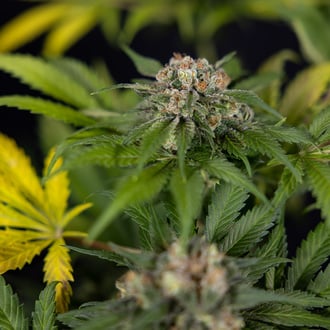 Jet Fuel (Zamnesia Seeds) femminizzata