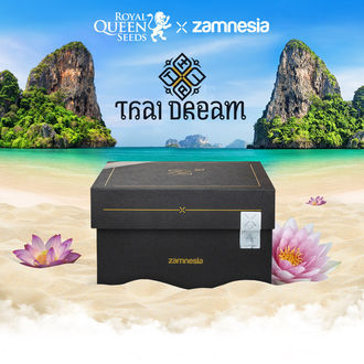 Thai Dream (Royal Queen Seeds x Zamnesia) femminizzata