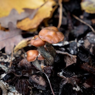 Psilocybe azurescens - Siringa di Coltura Liquida (Acid Shroomz)