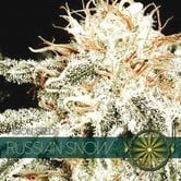 Russian Snow (Vision Seeds) femminizzata