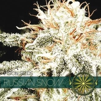 Russian Snow (Vision Seeds) femminizzata