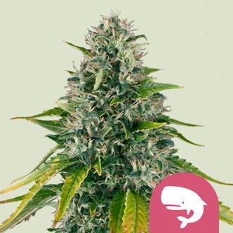 Royal Moby (Royal Queen Seeds) femminizzata