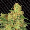 Auto Acid (Paradise Seeds) femminizzata