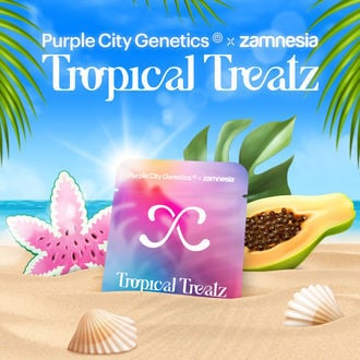 Tropical Treatz (Purple City Genetics x Zamnesia Seeds) femminizzata