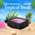 Tropical Treatz (Purple City Genetics x Zamnesia Seeds) femminizzata