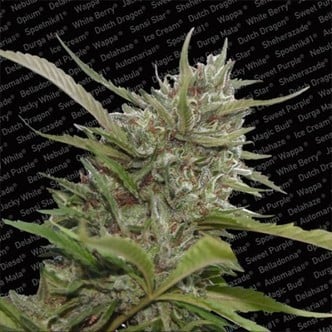 Auto Whiteberry (Paradise Seeds) femminizzata