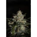 Auto Whiteberry (Paradise Seeds) femminizzata